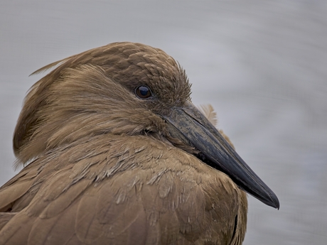 Hamerkop