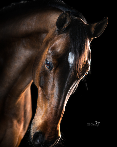 Fine art paarden fotografie