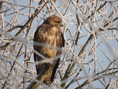 buizerd