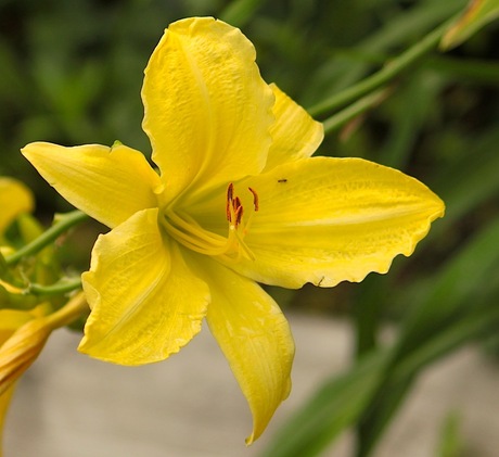 gele bloem