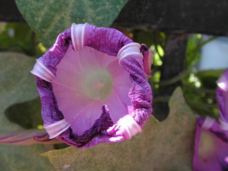 Buitenlands blommetje misstaat zeker niet!