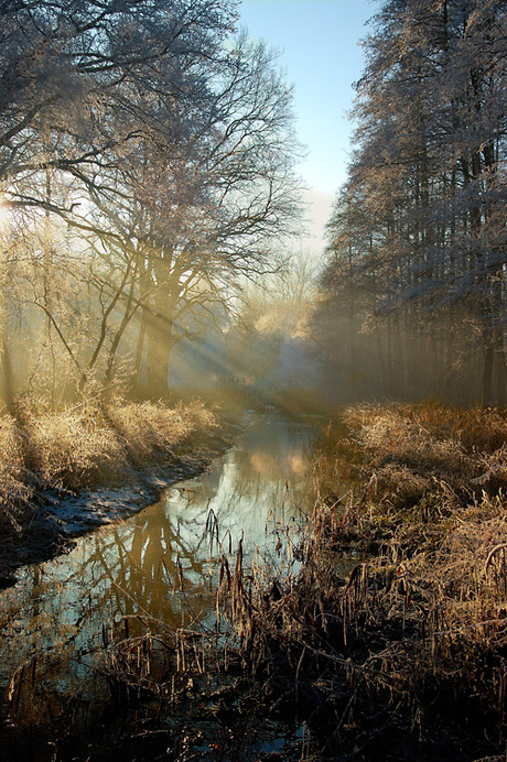 Vennen in de vorst