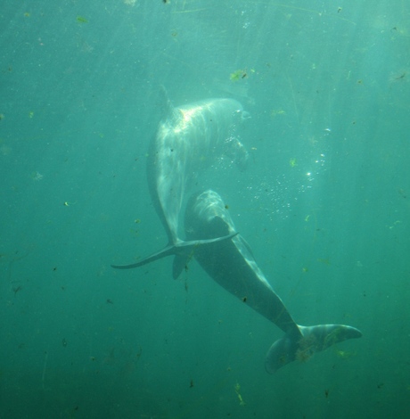 Dolphins