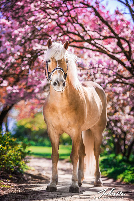 Haflinger Namiro