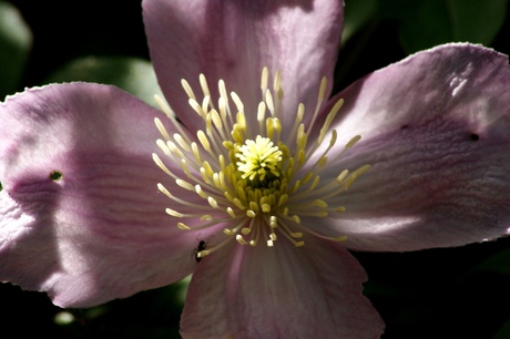 Purple Flower