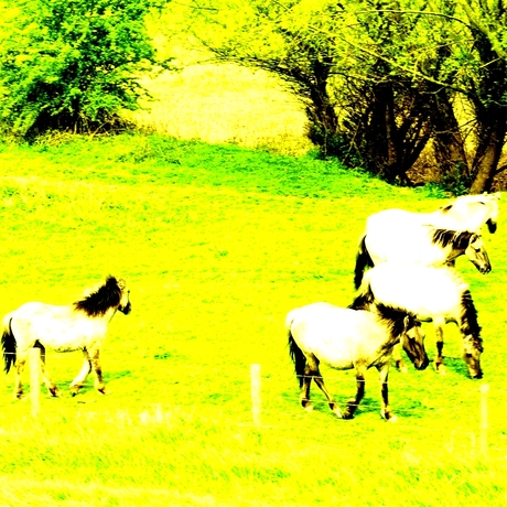 white horses couldn't drag me away