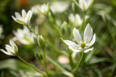 star of Bethlehem  gewone vogelmelk 