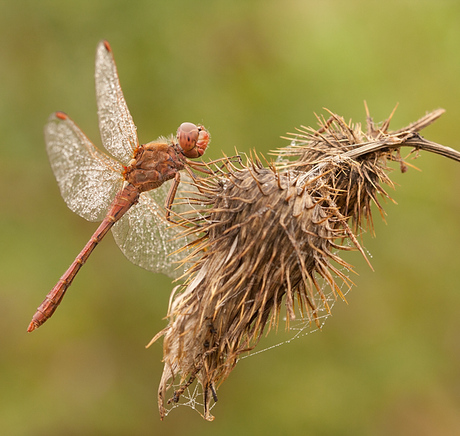 Zuidelijke heidelibel.