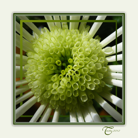 Chrysant, bewerkt