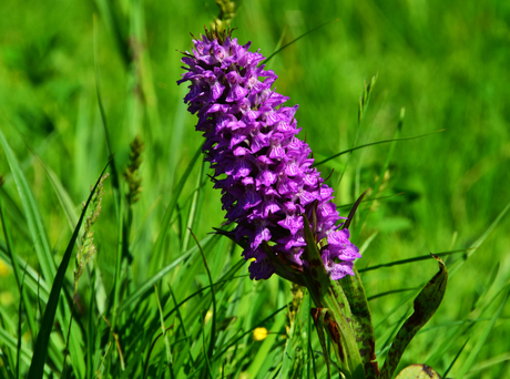 Wilde Orchidee 2