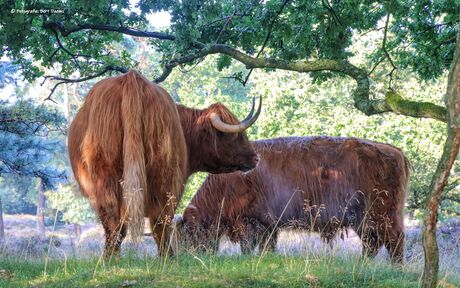 Goedemorgen!