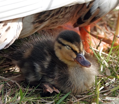 "Lekker in dromenland..."