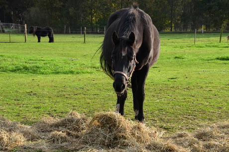 Hattem Paard