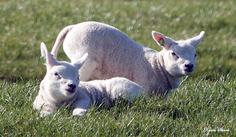 "Samen genieten van het zonnetje..."