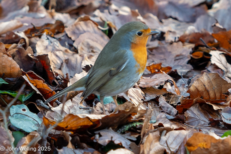 Wandeling rondom deventer