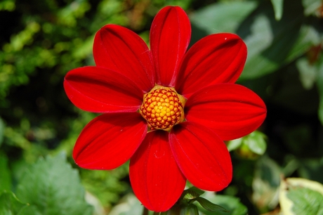 dahlia