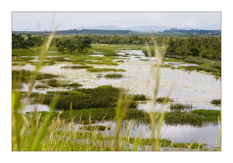 Moeras landschap