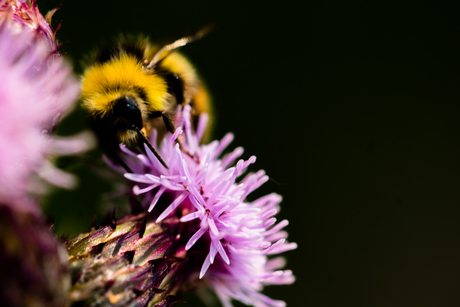 natuur in de stad 