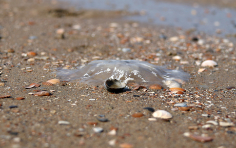 dagje aan het strand