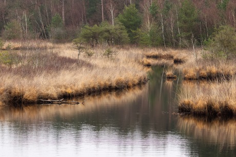 Rustige ochtend aan het water