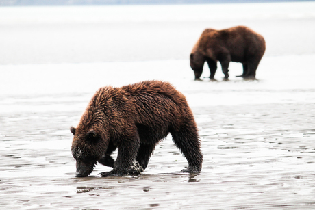 Clamming coastal brown bears