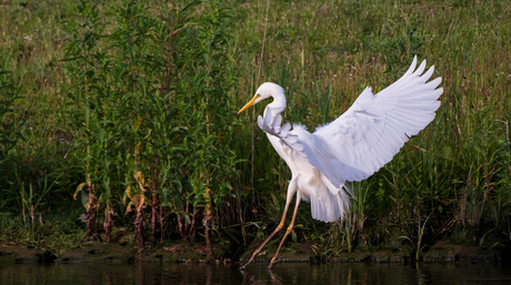 Grote zilverreiger bij de landing