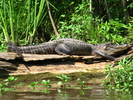 alligator2.jpg