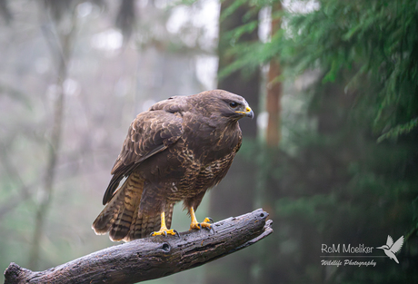 De buizerd.