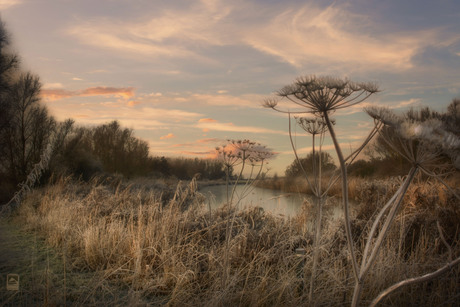 Winter in de Oostvaardersplassen