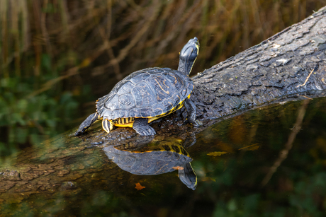 Weerspiegeling