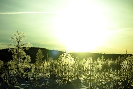 Lapland - Frozen trees