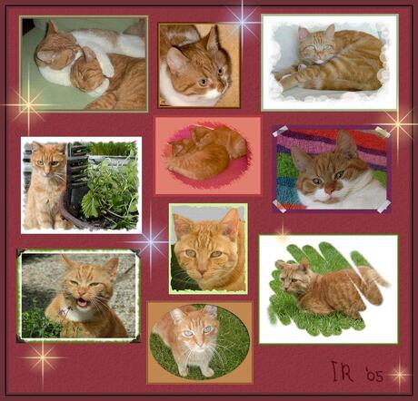 Katten-collage