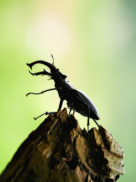 Vliegend Hert op de Veluwe