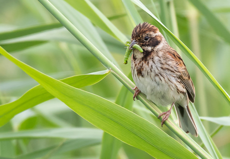 Rietgors (vrouw)