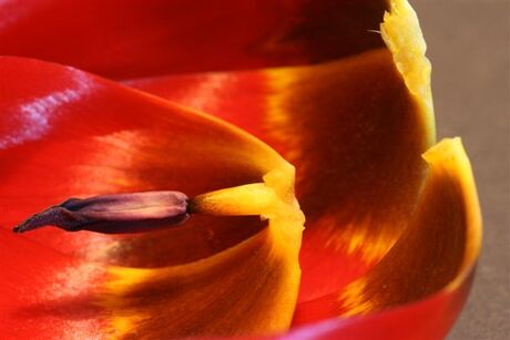 tulp