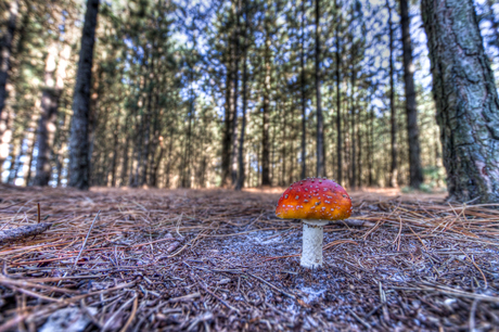 Paddestoel in het bos