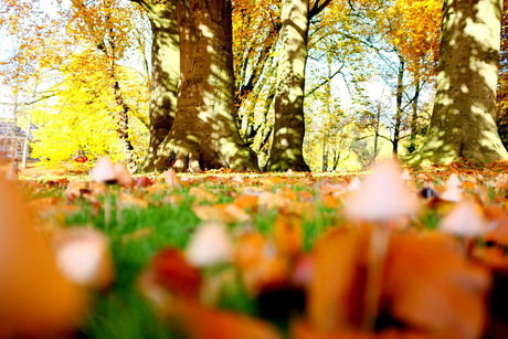 paddestoeltjes in de herfst