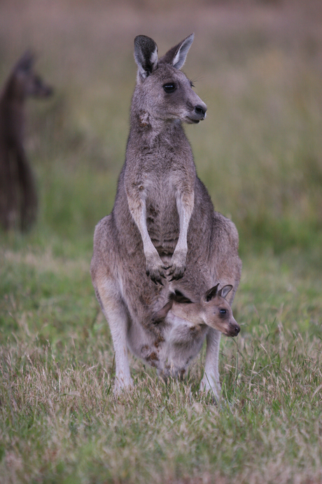 Australie kangoeroe