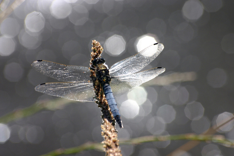 Een libelle denk ik