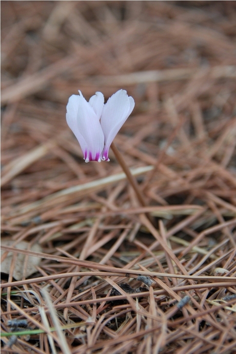 Wild bloemetje