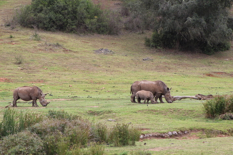 Neushoorns Zuid Afrika