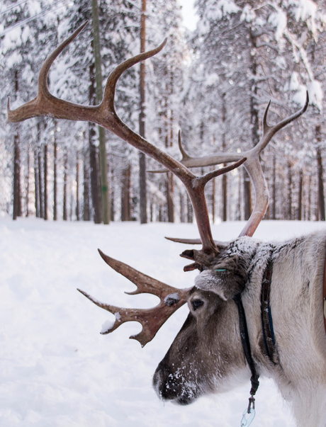 Lapland, Salla