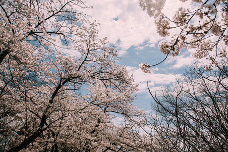 Sakura in bloei