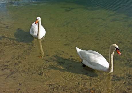 Zwanen groet