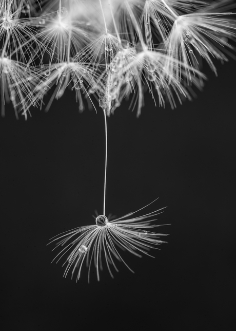Paardenbloem
