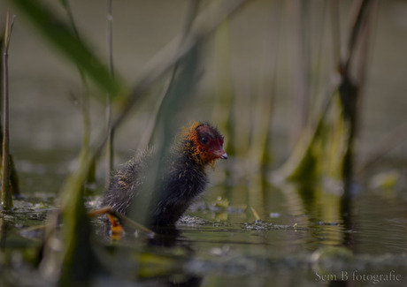 Meerkoet kuiken 