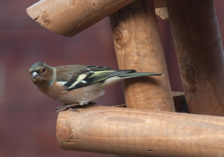 Streng kijkende vogel