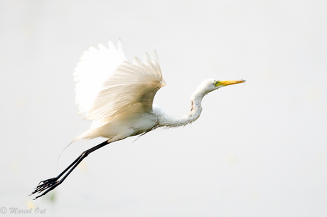 Zilverreiger