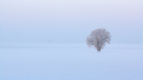 (Zaterdag 4 februari 2012) MAAGDELIJK witte sneeuw overlopend in de mist. 8.39 uur.jpg.jpg