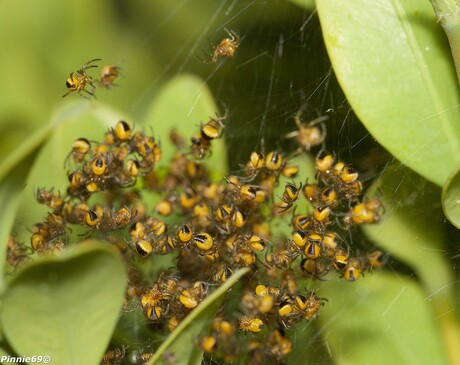 Spidernest